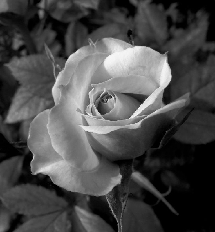  - Black and white rose - by Tony Karp - Techno-Impressionist Museum - Techno-Impressionism