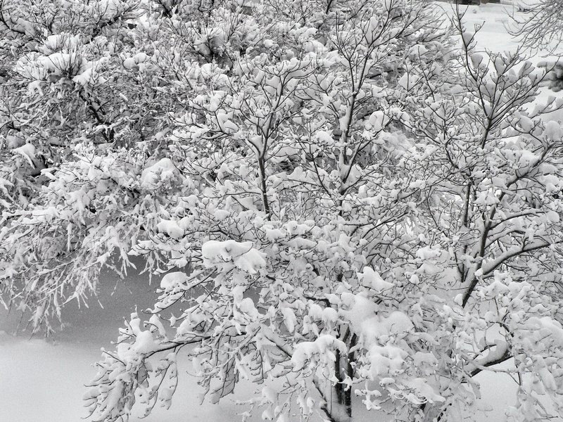  - Tree branches with snow - by Tony Karp - Techno-Impressionist Museum - Techno-Impressionism