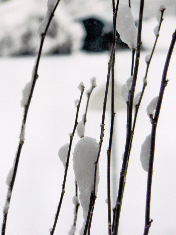  - Close-up of snow buds - by Tony Karp - Techno-Impressionist Museum - Techno-Impressionism