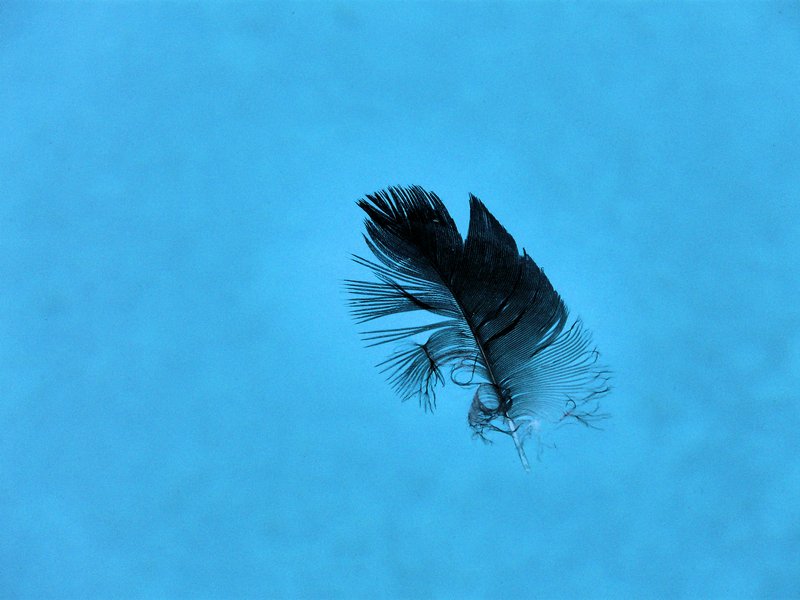  - Pool feather</b></Center><p></p> - by Tony Karp - Techno-Impressionist Museum - Techno-Impressionism